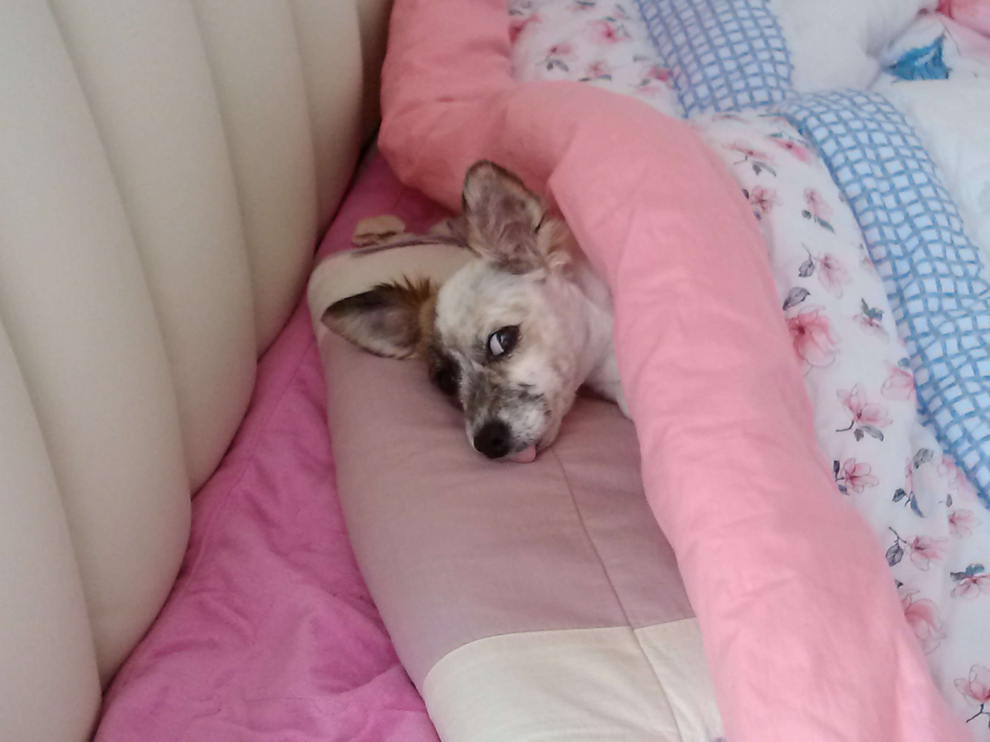 수라가 철수랑 많이 친해져서 재밌게 지내고 있어요