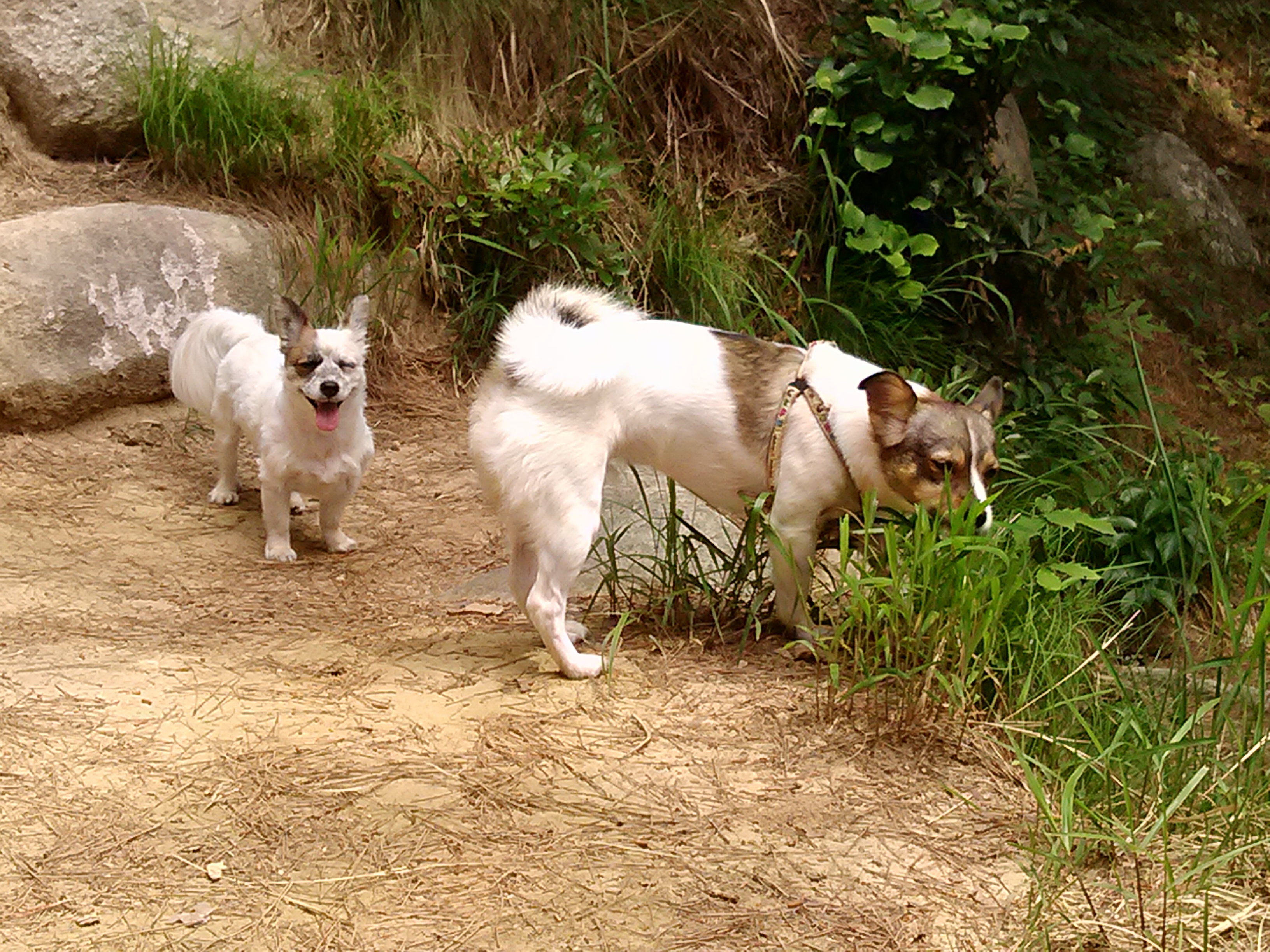 수라가 철수랑 많이 친해져서 재밌게 지내고 있어요