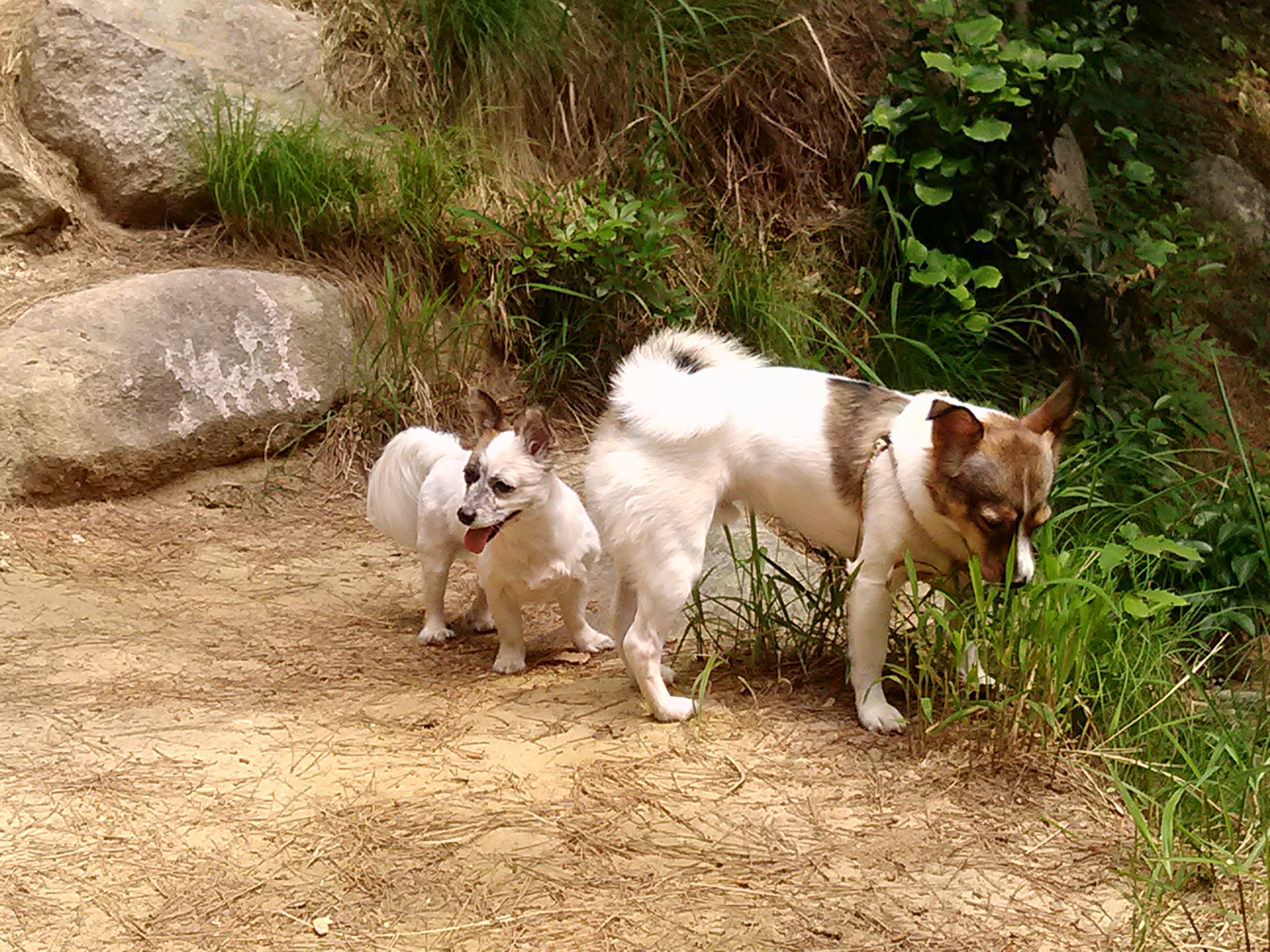 수라가 철수랑 많이 친해져서 재밌게 지내고 있어요