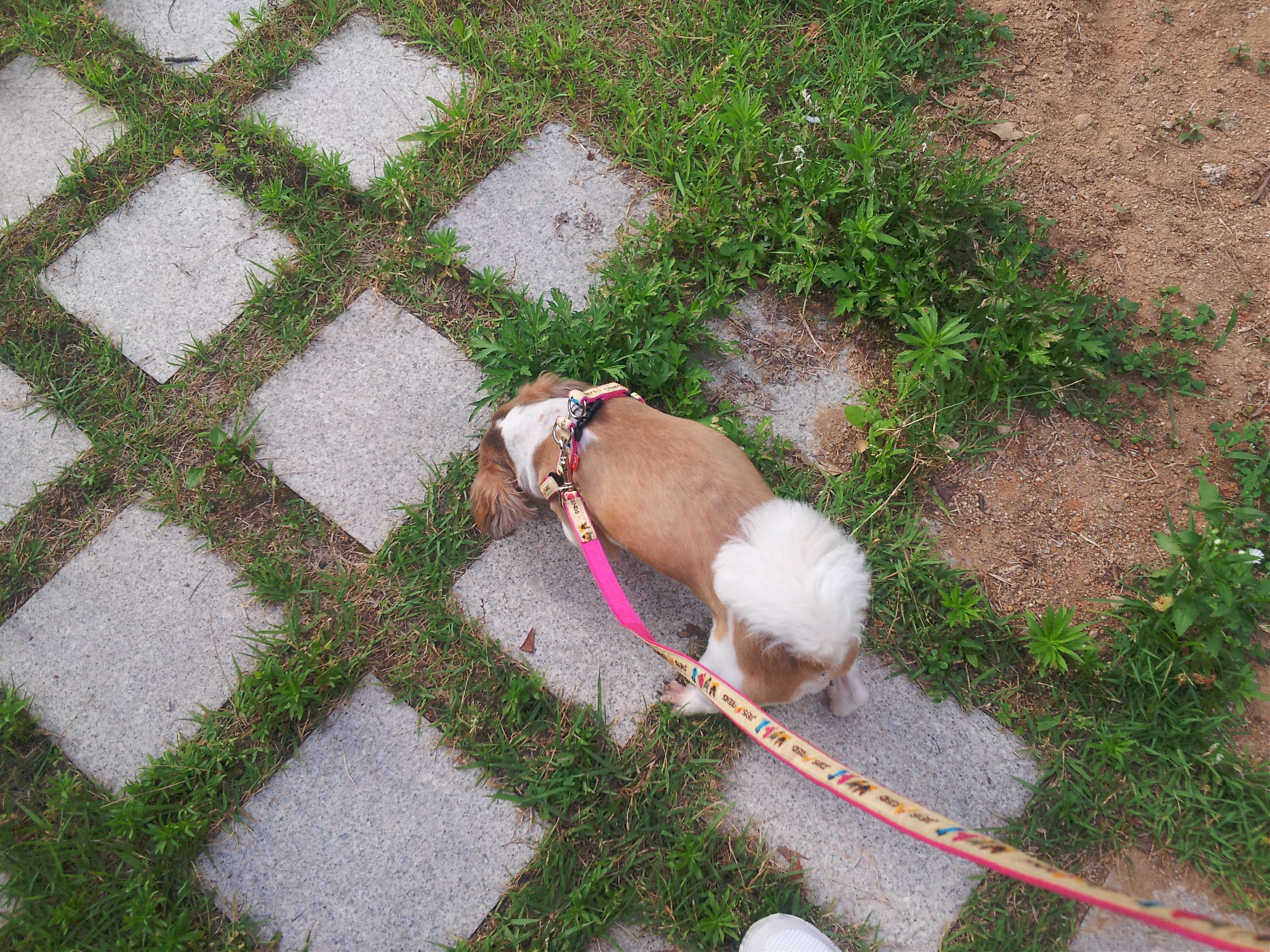 몽이 입양후기~~