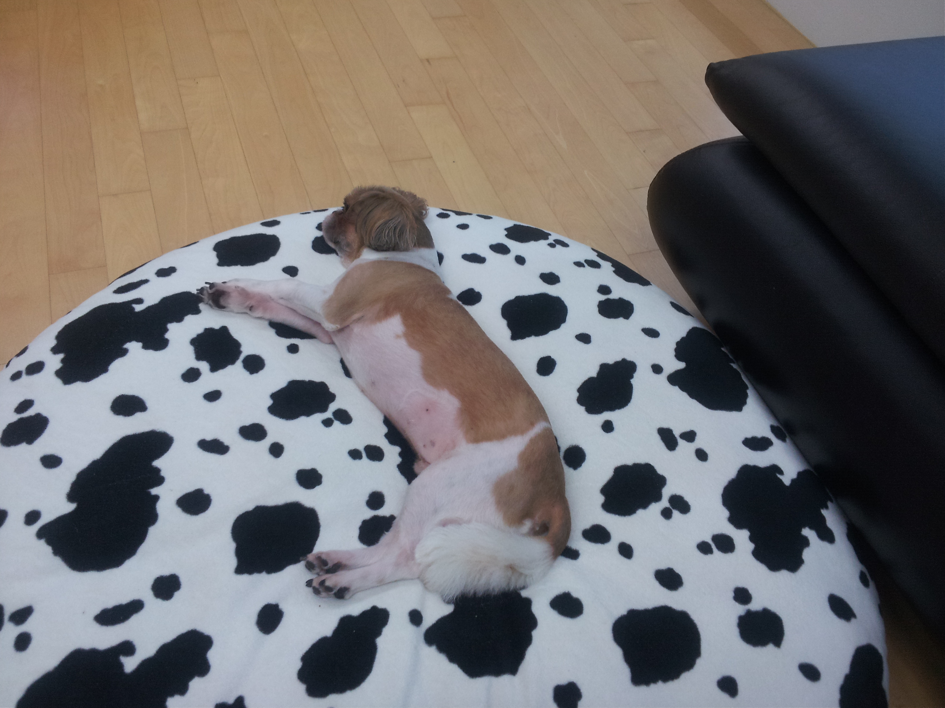 몽이 입양후기~~