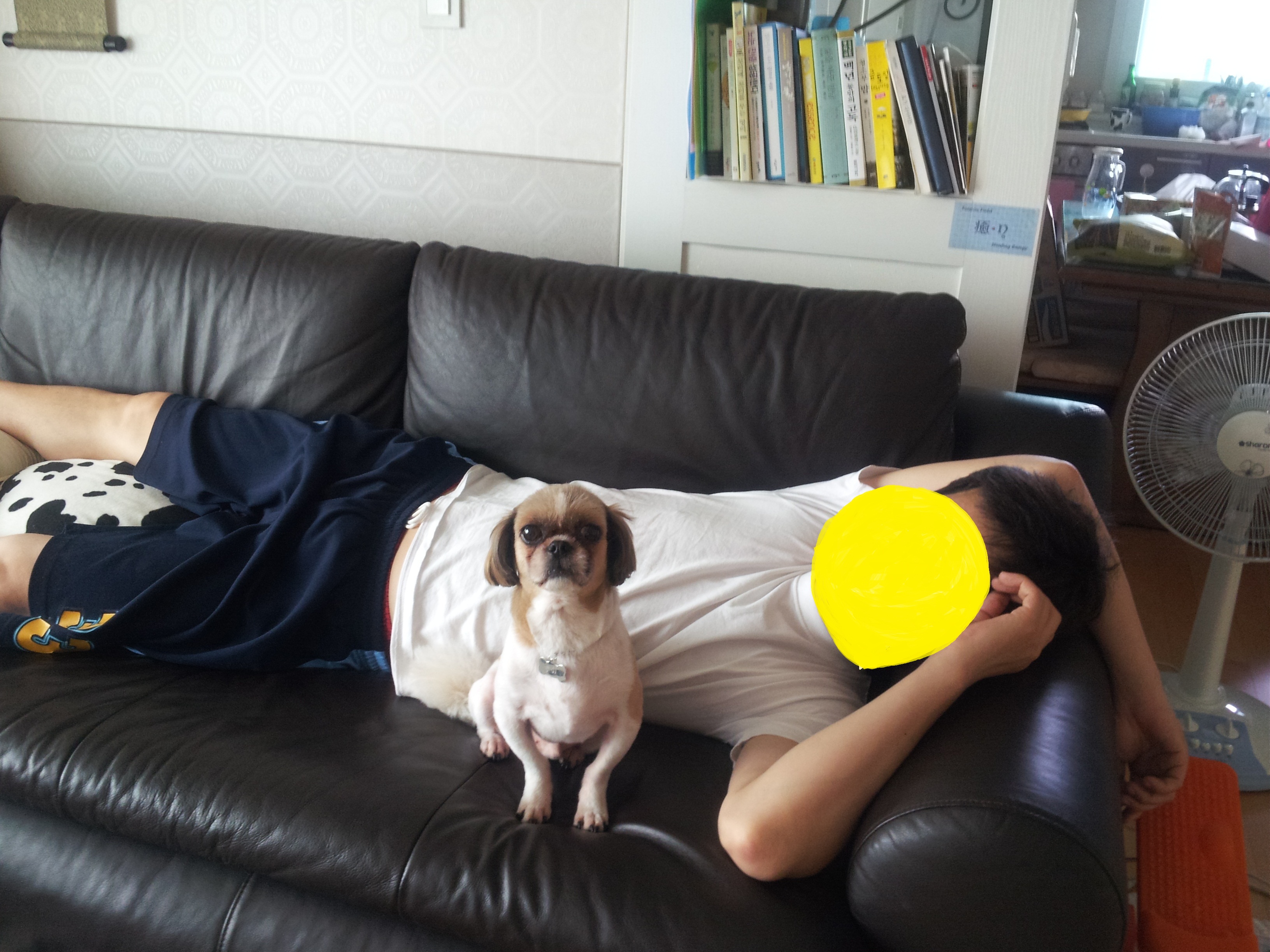 몽이 입양후기~~