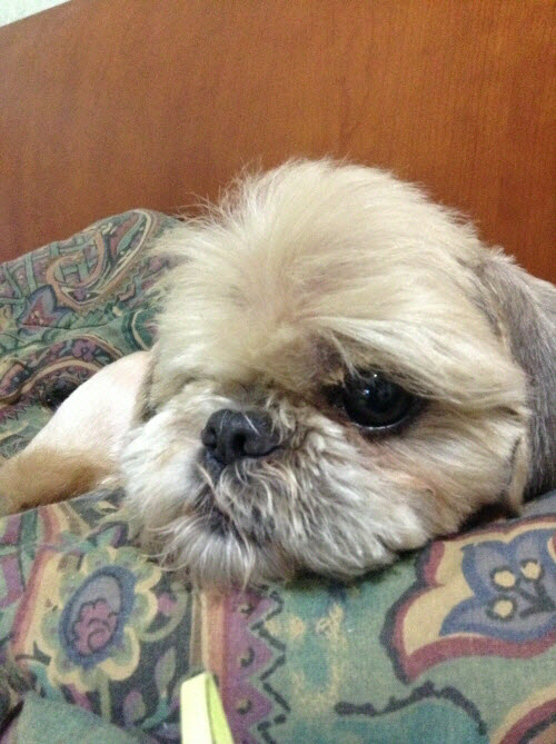 보리 잘 지냅니다