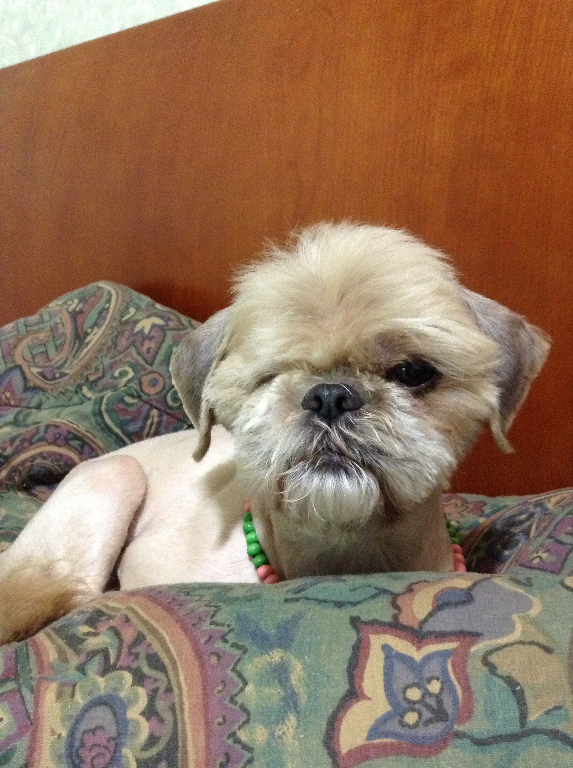 보리 잘 지냅니다