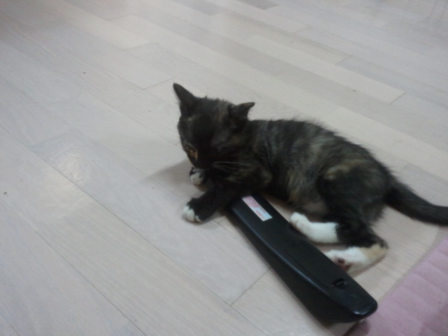 티나랑 살아요..