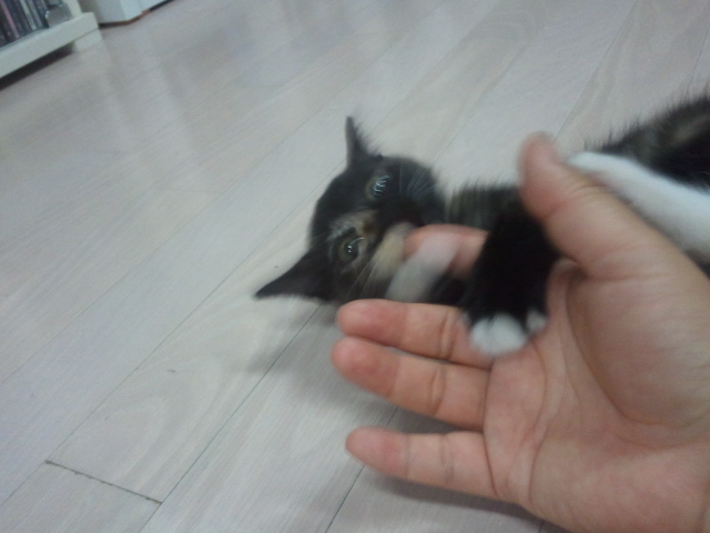 티나랑 살아요..