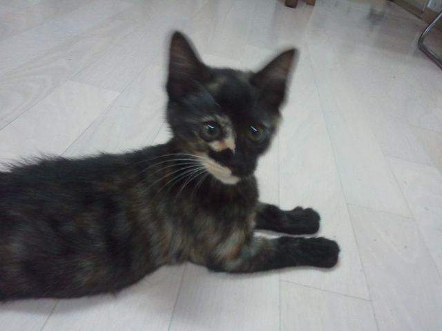 티나랑 살아요..