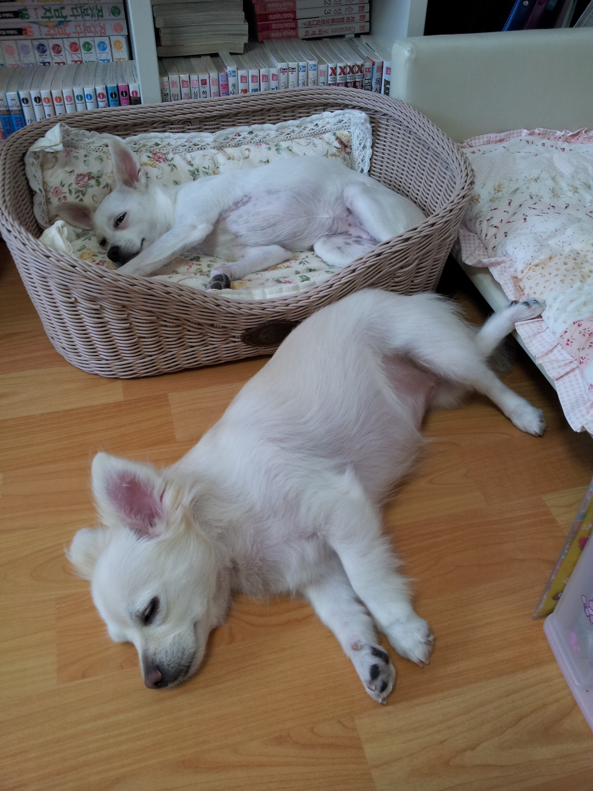 제나의 뒷다리 디테일..그리고 딸기의 생일...