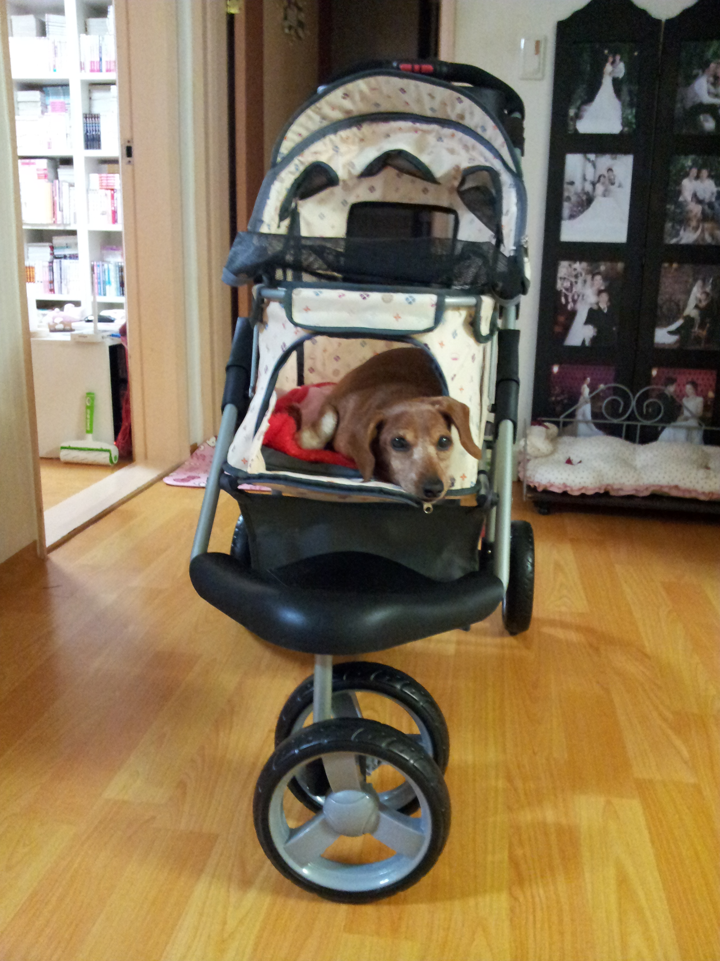 제나의 뒷다리 디테일..그리고 딸기의 생일...