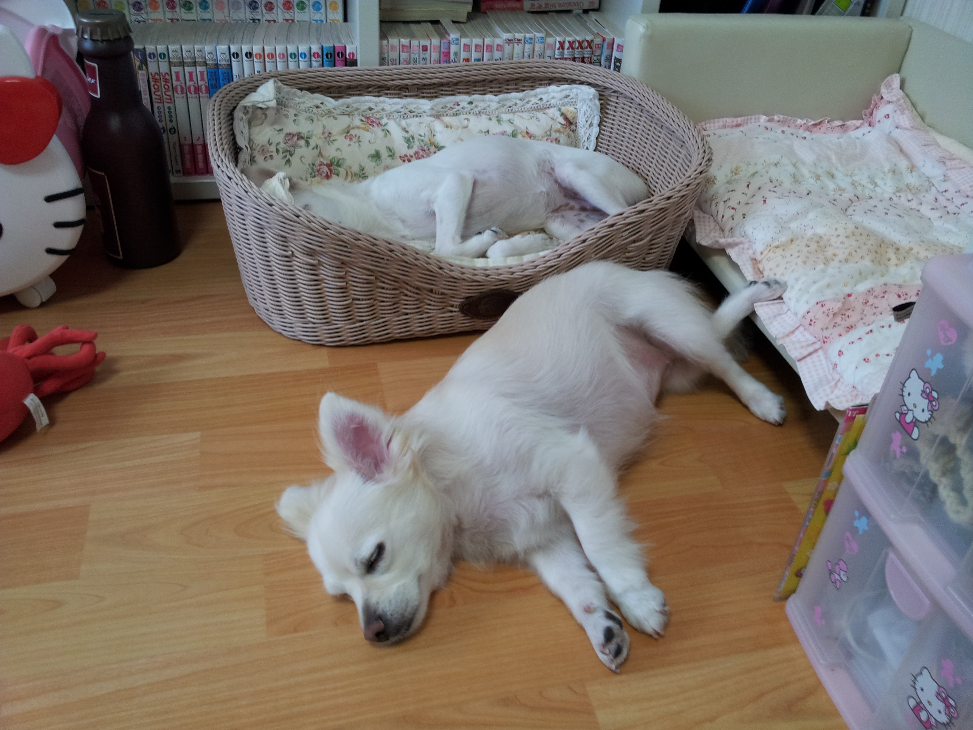 제나의 뒷다리 디테일..그리고 딸기의 생일...