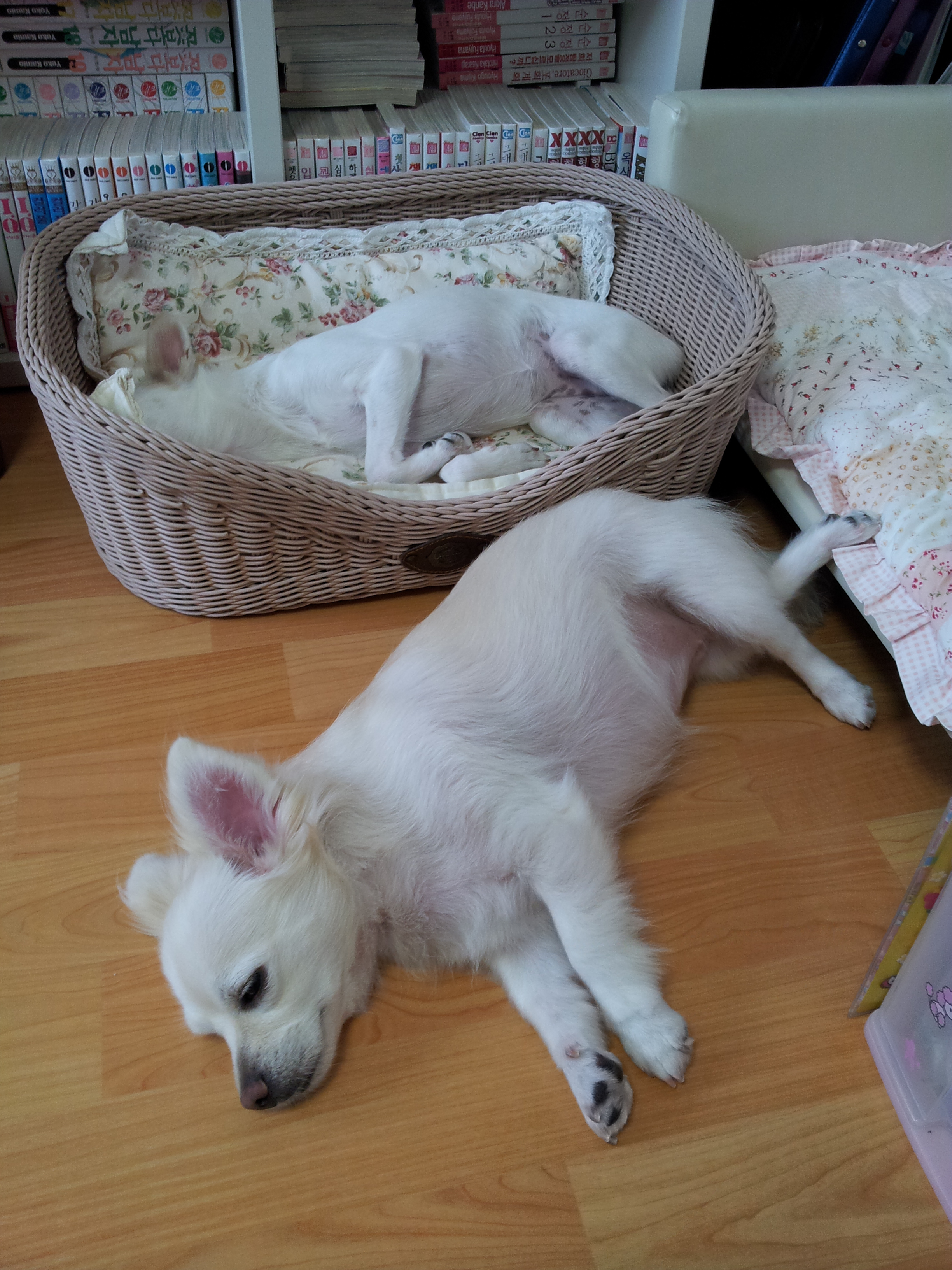 제나의 뒷다리 디테일..그리고 딸기의 생일...