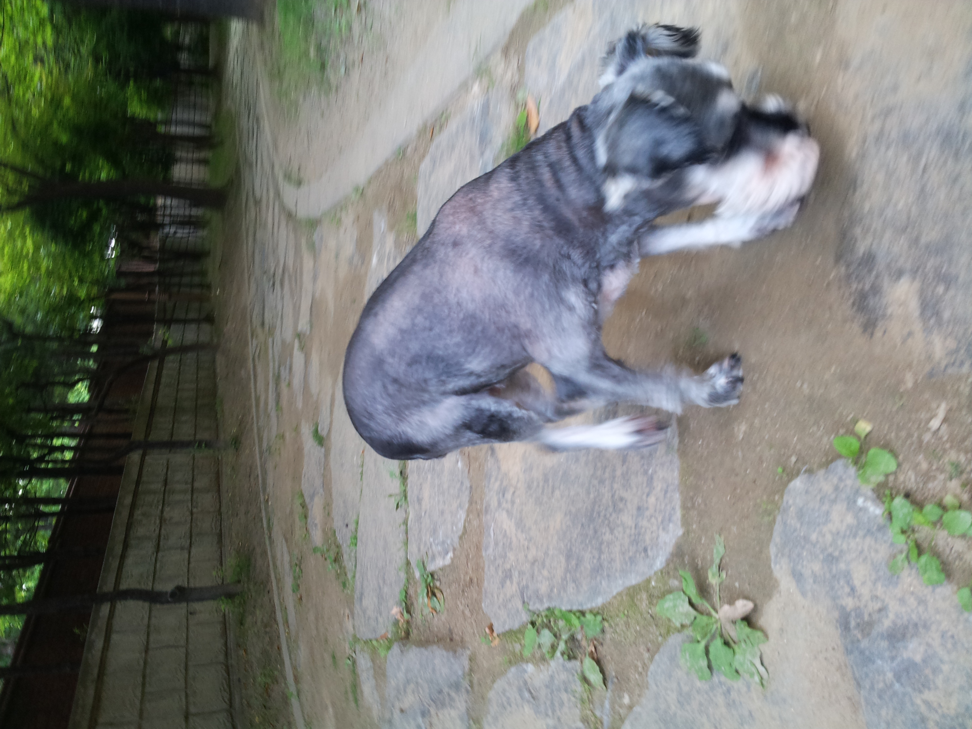 똑똑이 임보 두번째 후기