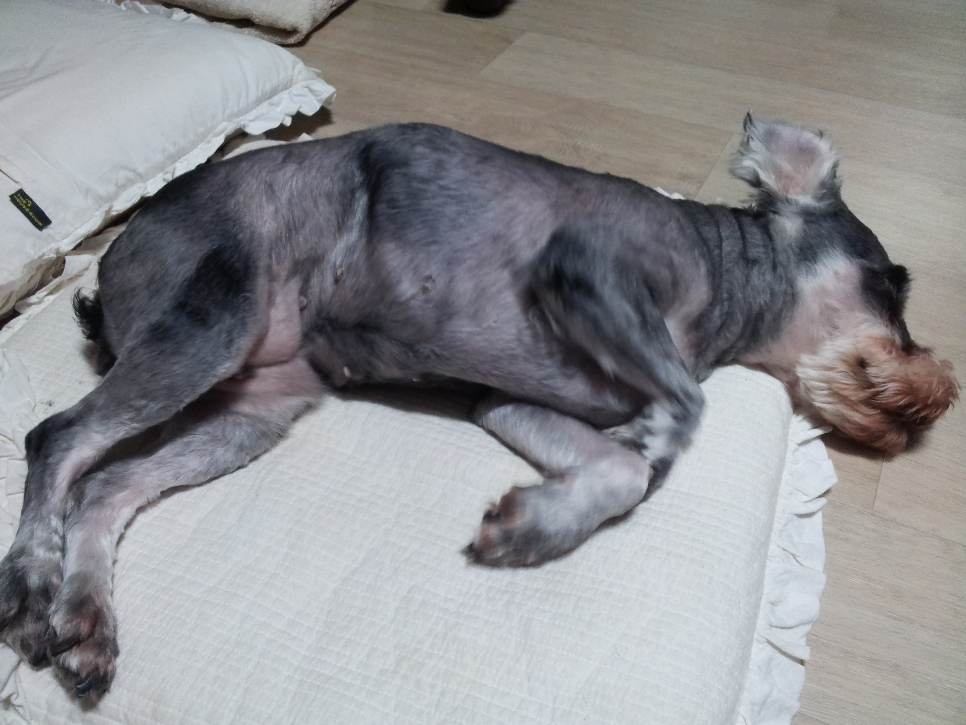 똑똑이 임보 두번째 후기