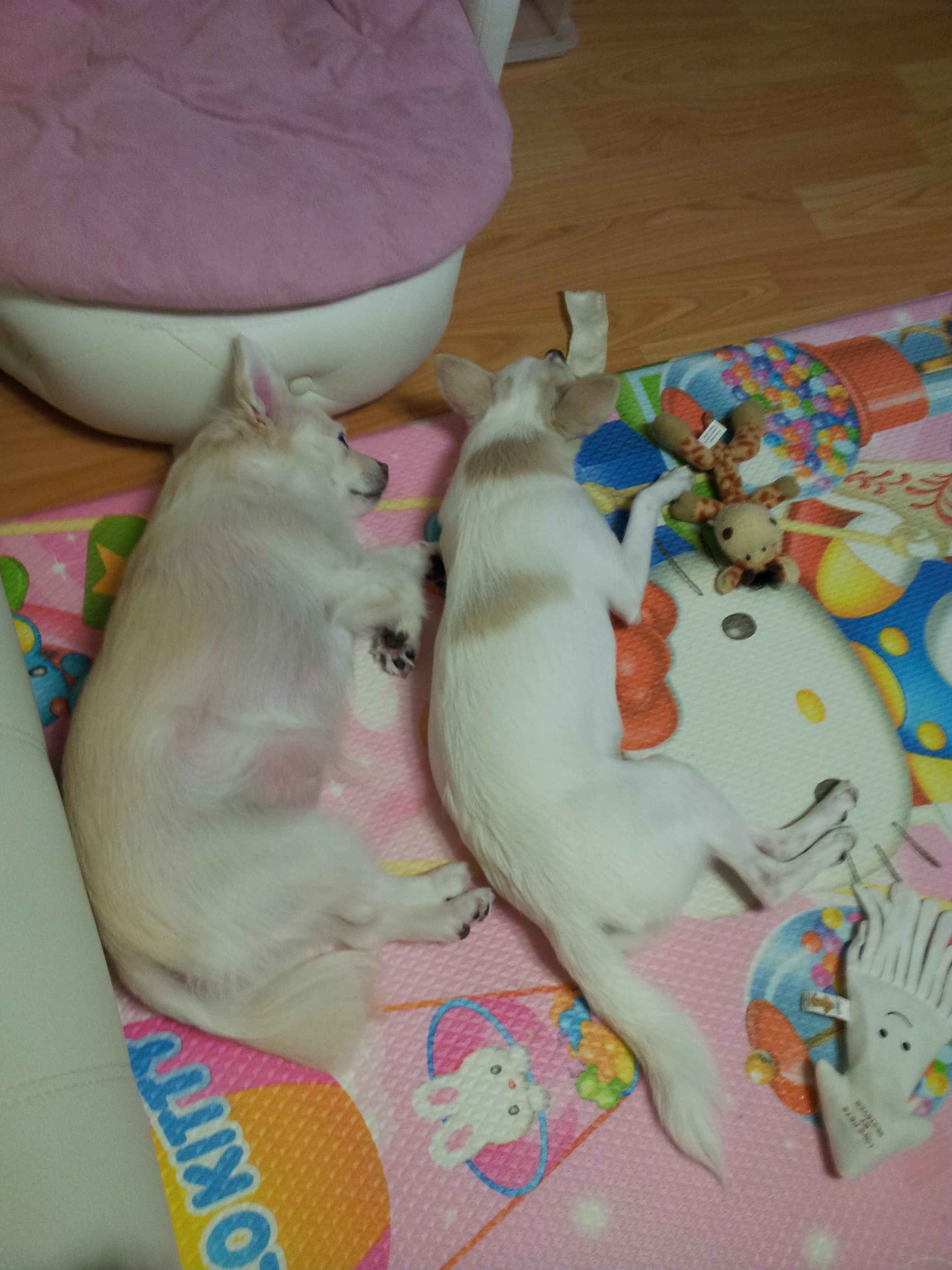 제나껌딱지 티나