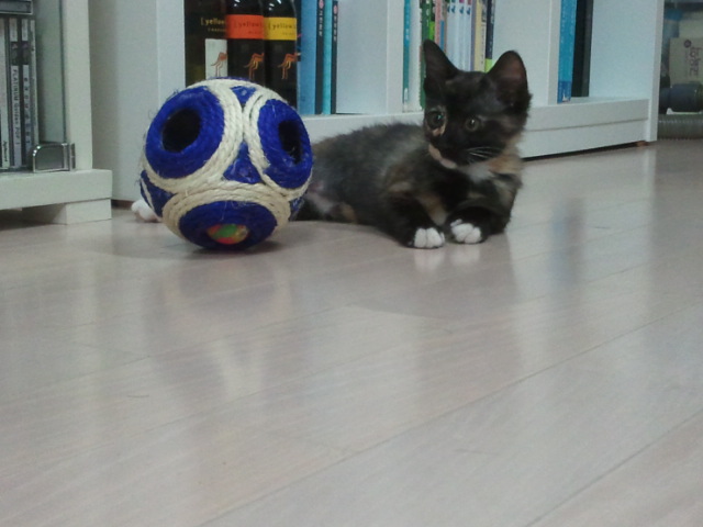 점프의 여왕...티나