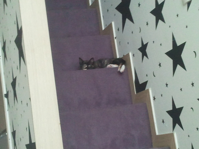 점프의 여왕...티나