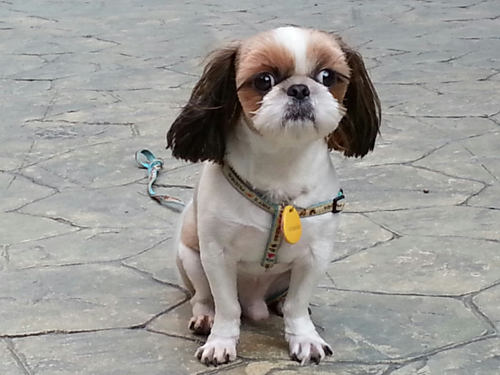 귀티가 팍팍 풍겨나는 행운이