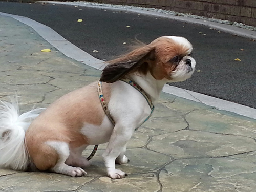 귀티가 팍팍 풍겨나는 행운이