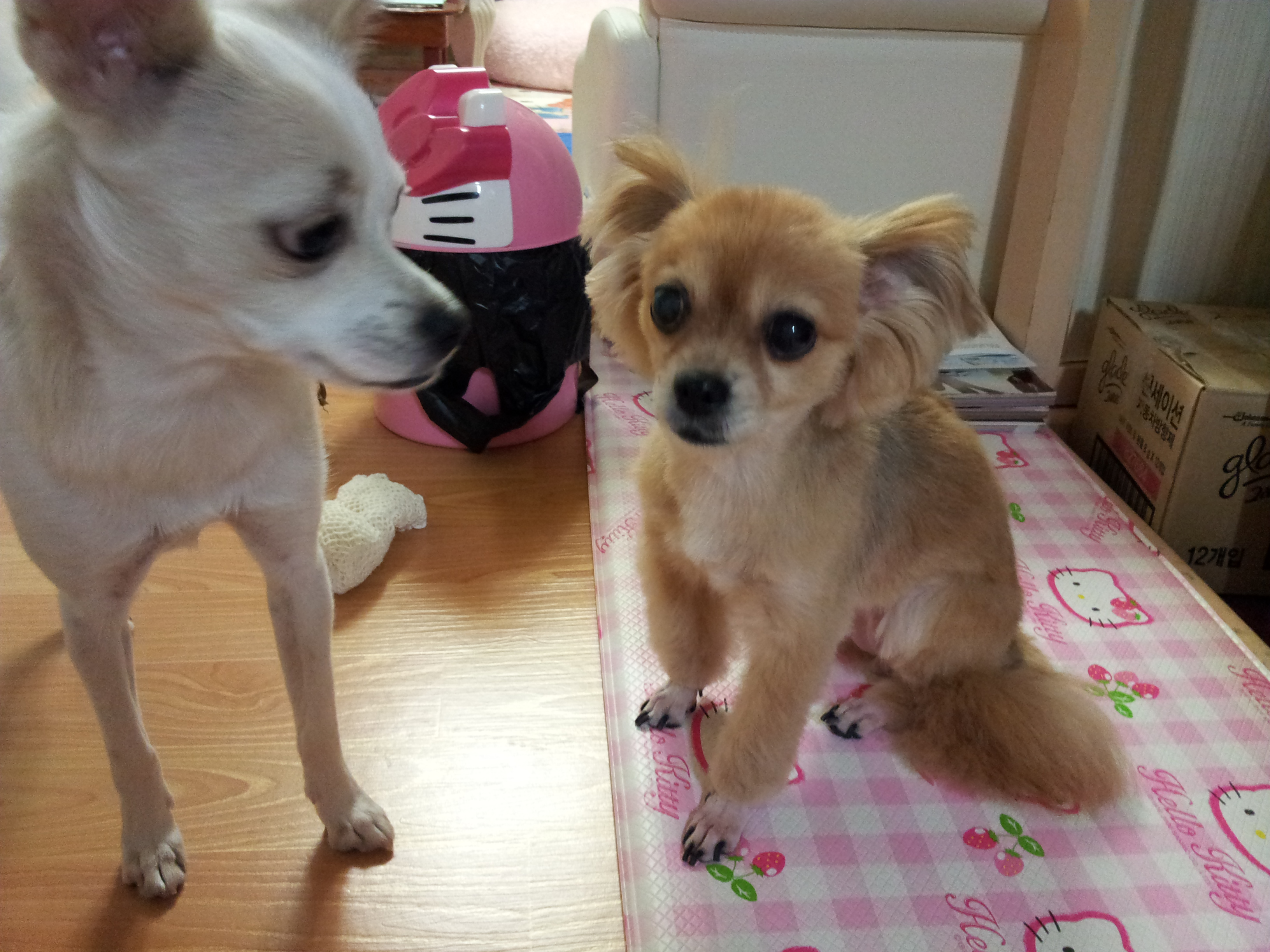 빛나가 왔어요...