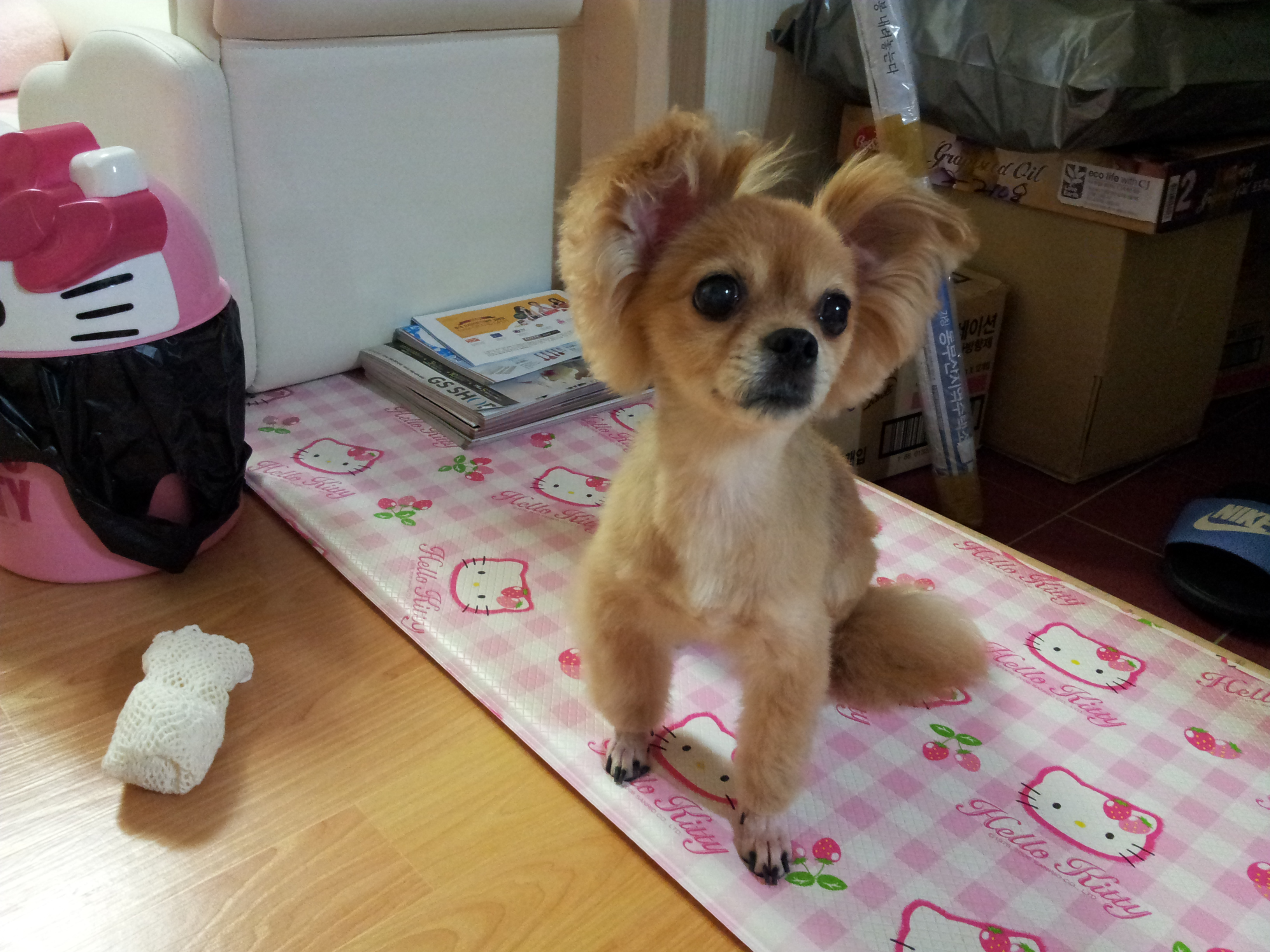 빛나가 왔어요...