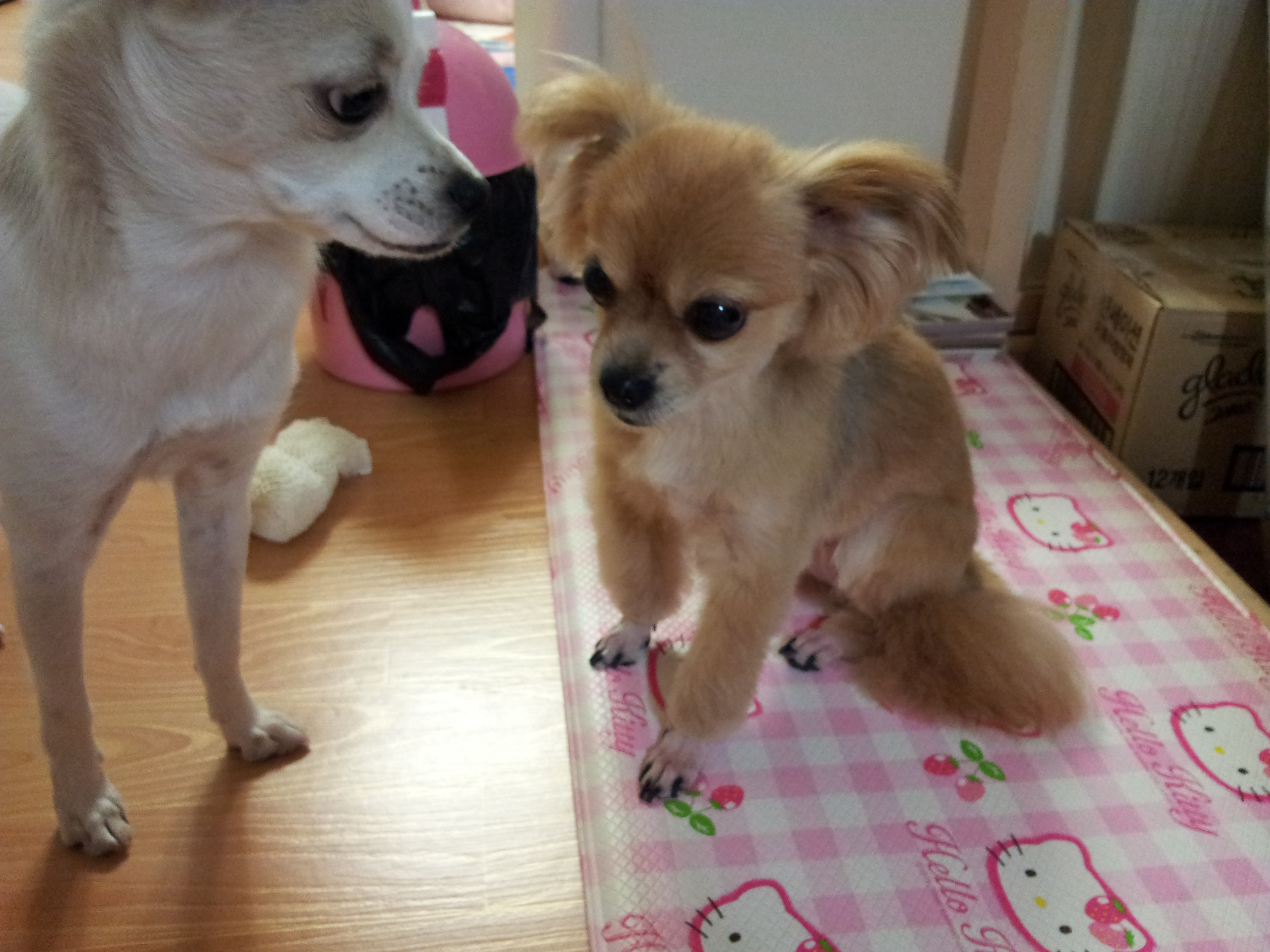 빛나가 왔어요...