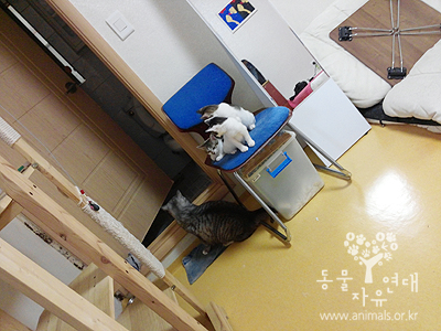 해.달.별.아기고양이3남매