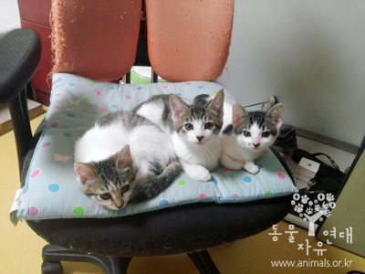 해.달.별.아기고양이3남매