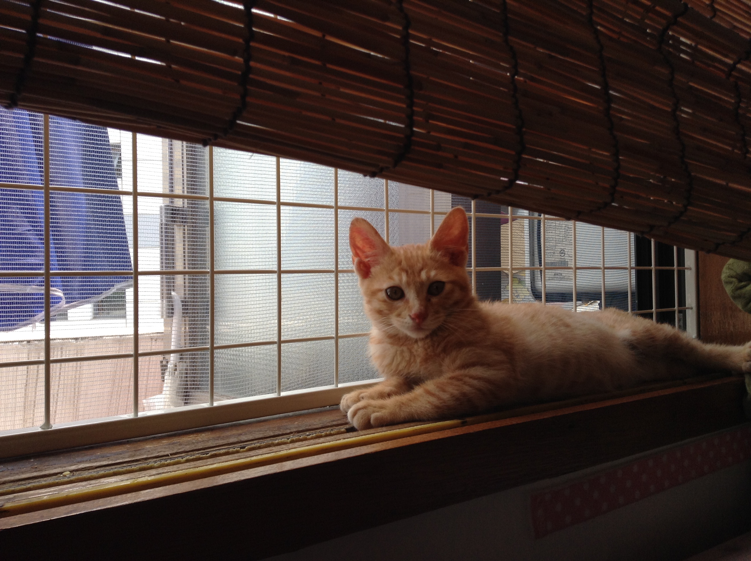 건국이 두번째 입양후기입니다