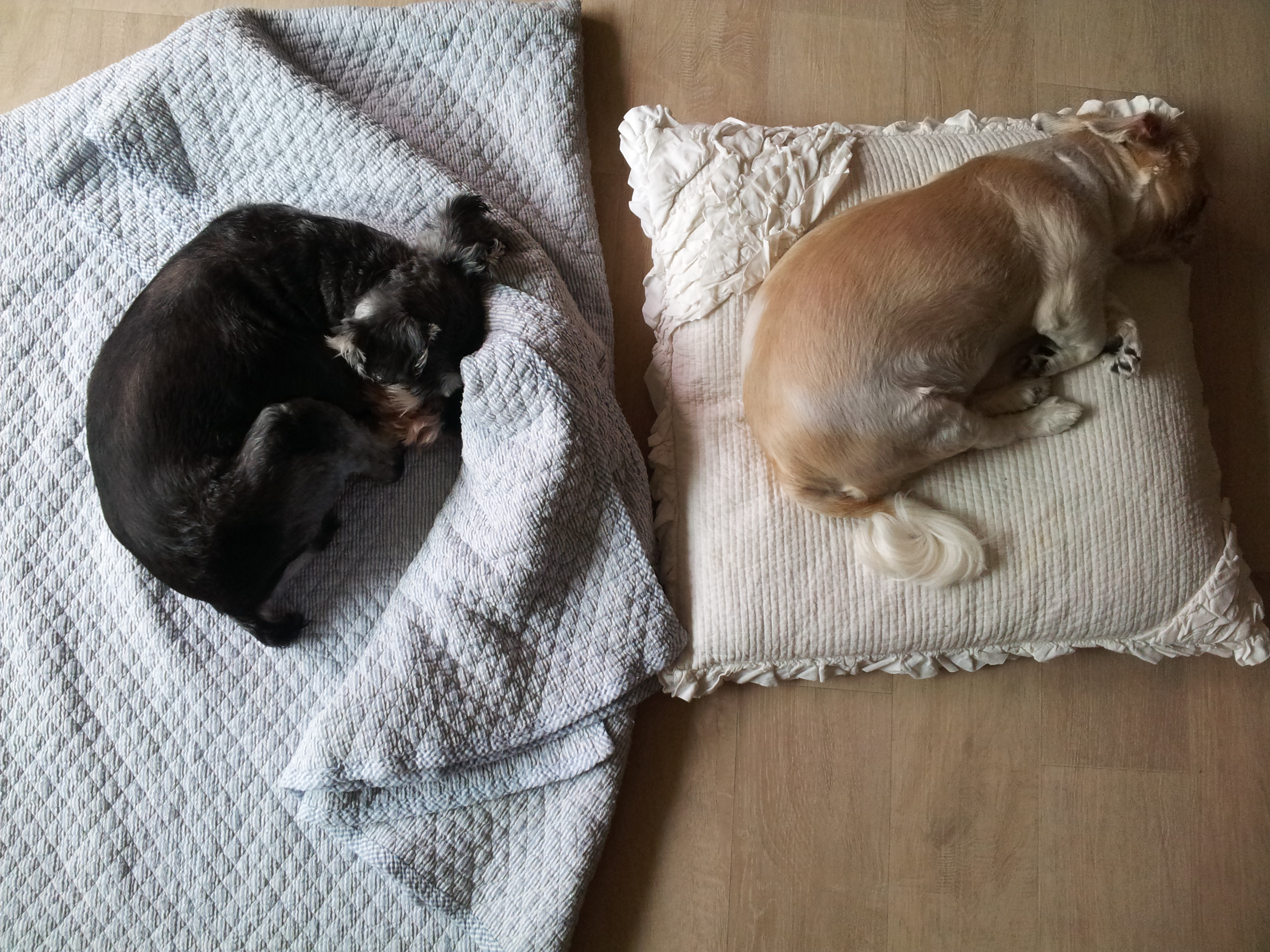 똑똑이 근황 :-) 