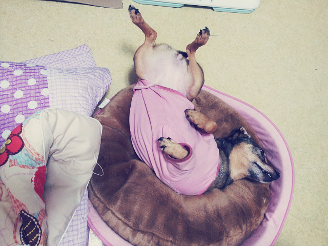 잠잘때만큼은 편하고 싶은 졸리