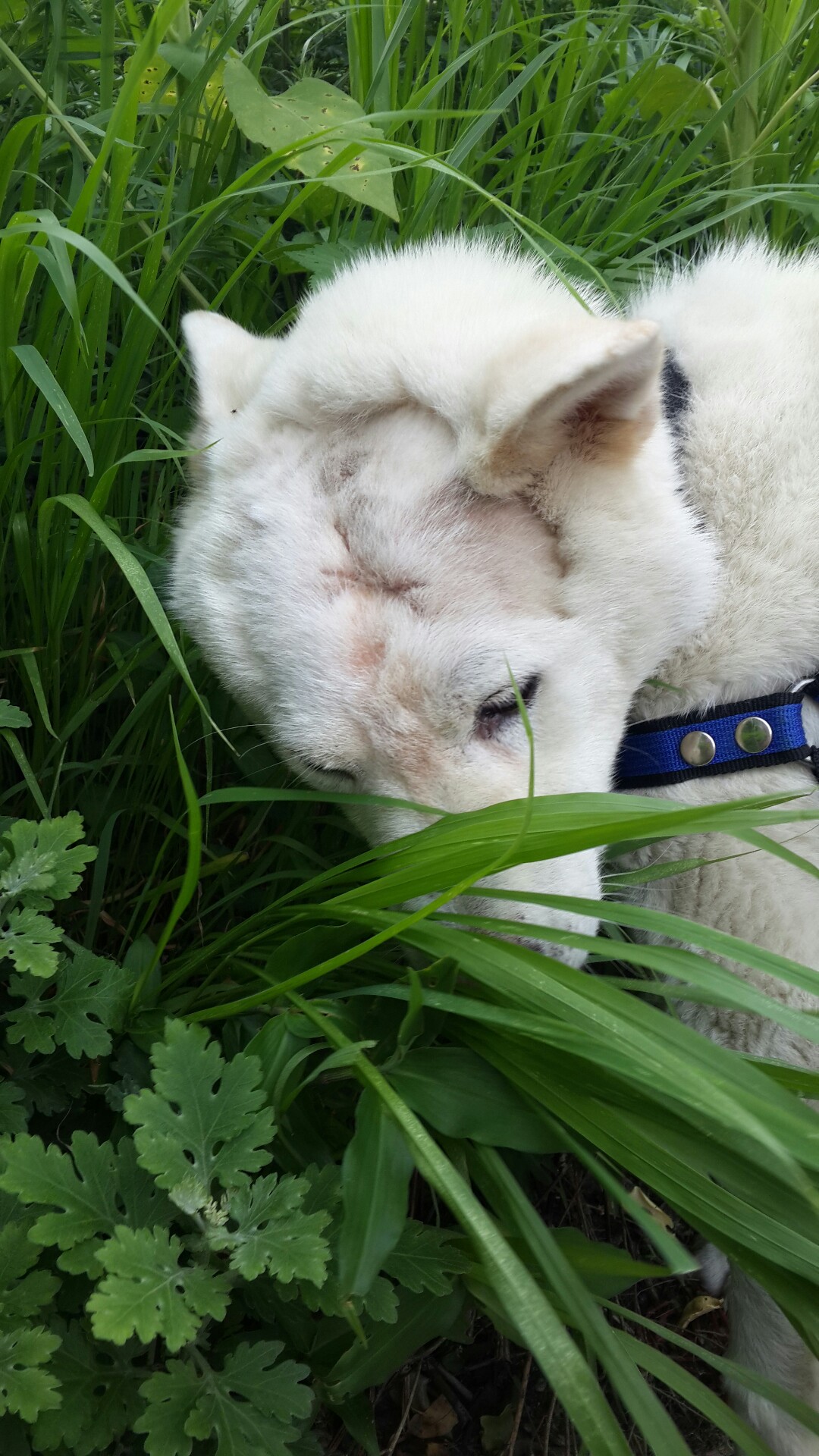 양양사랑이가 두달이 됫네요~^^