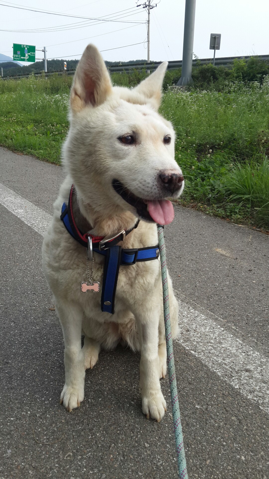 양양사랑이가 두달이 됫네요~^^