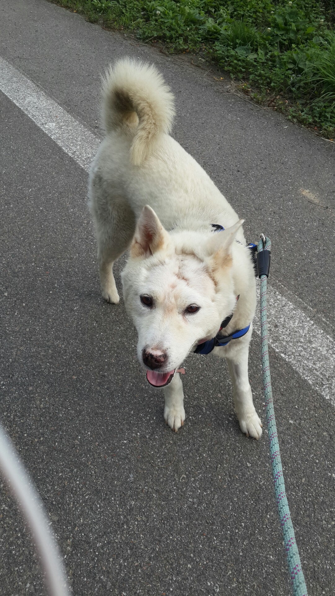 양양사랑이가 두달이 됫네요~^^