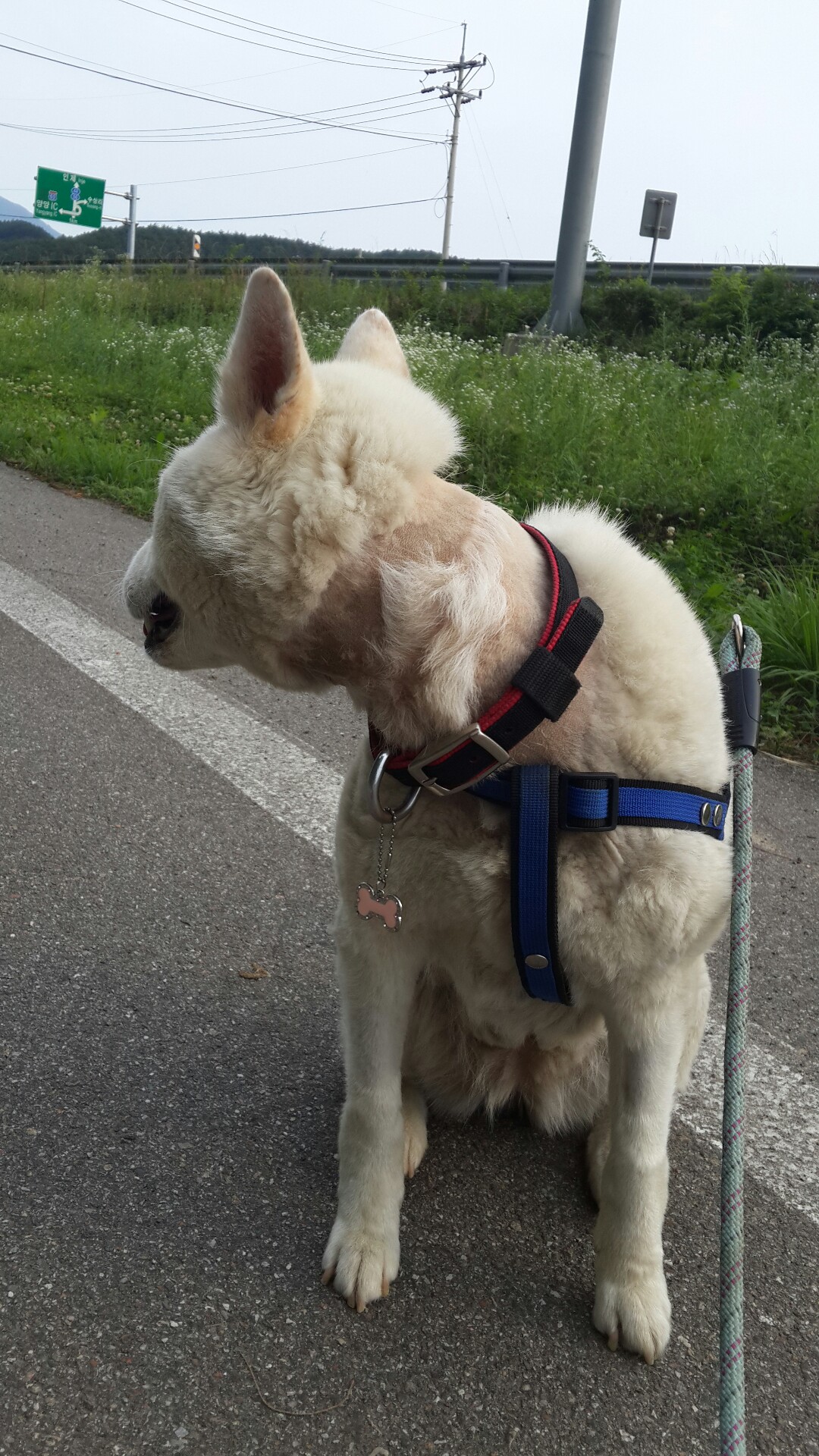 양양사랑이가 두달이 됫네요~^^