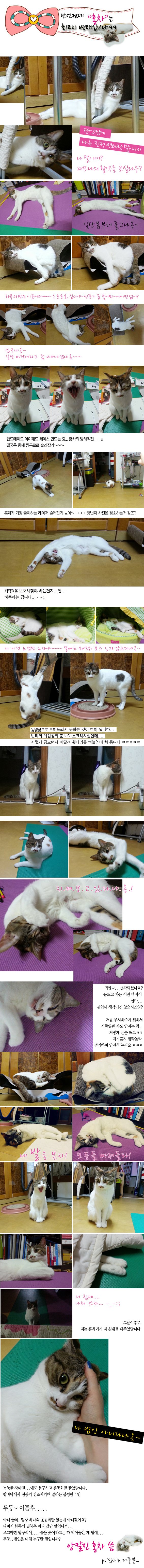 돌아온 홍차, 최고의 변태 2013 인사드려냐옹~