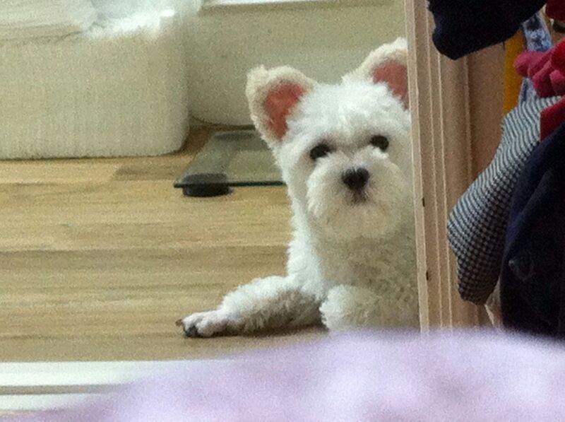 푸치 최근모습입니다~ 