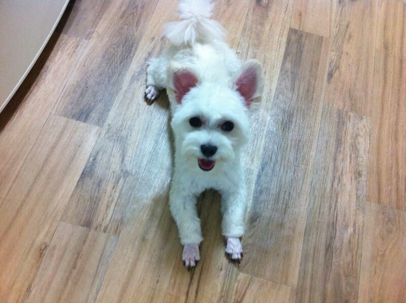 푸치 최근모습입니다~ 