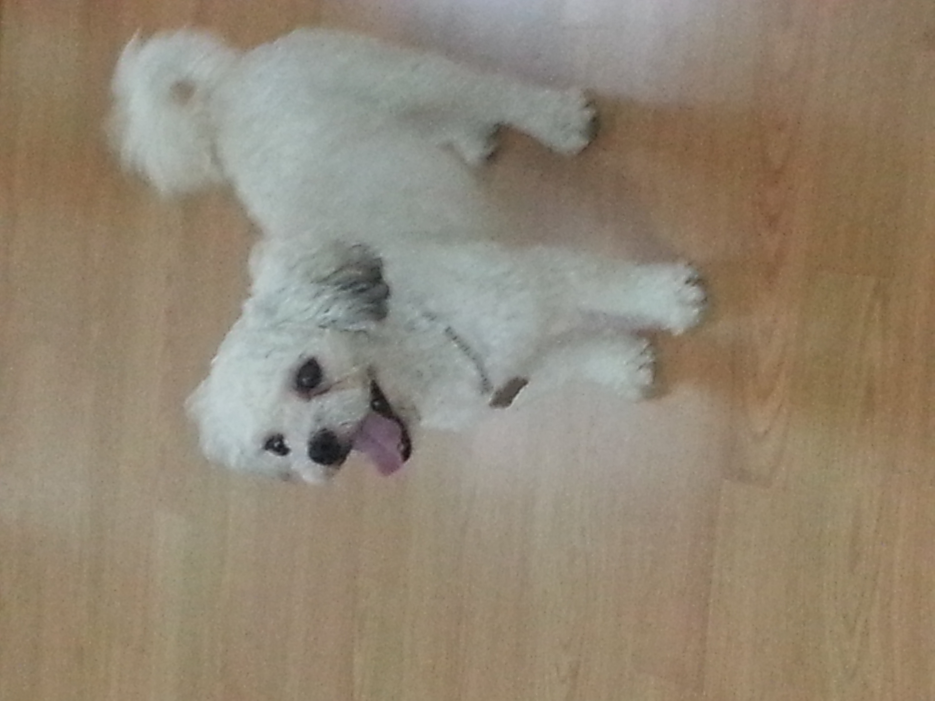 솔이 잘 지내고 있습니다