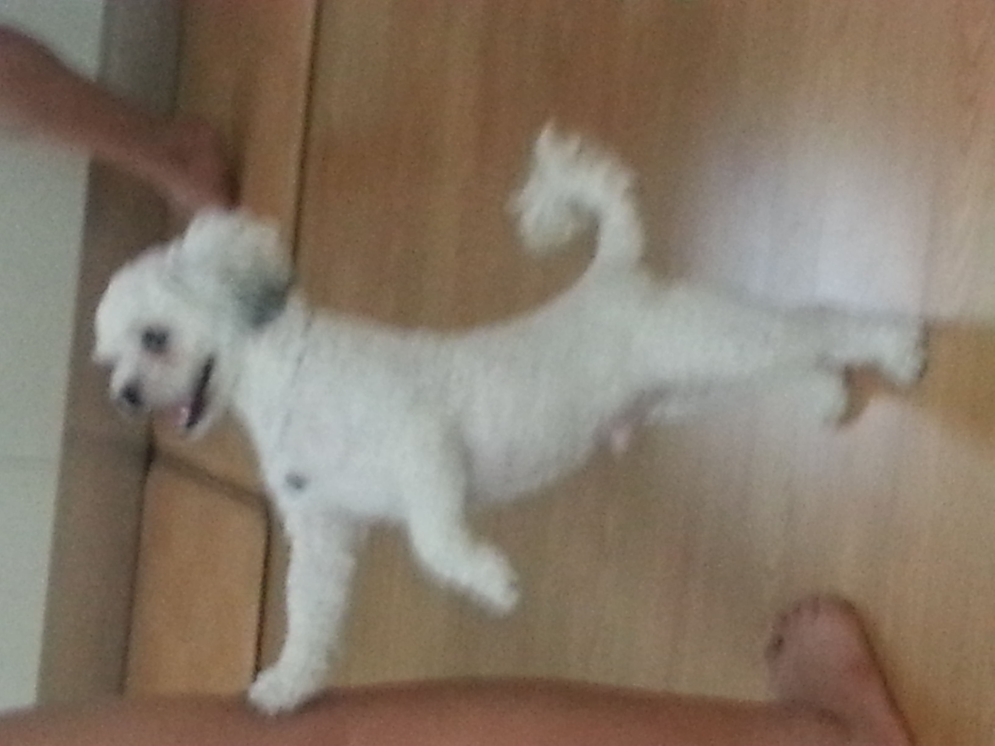 솔이 잘 지내고 있습니다