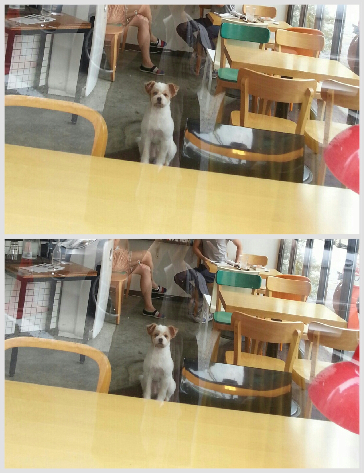 뚱순이 여름나기