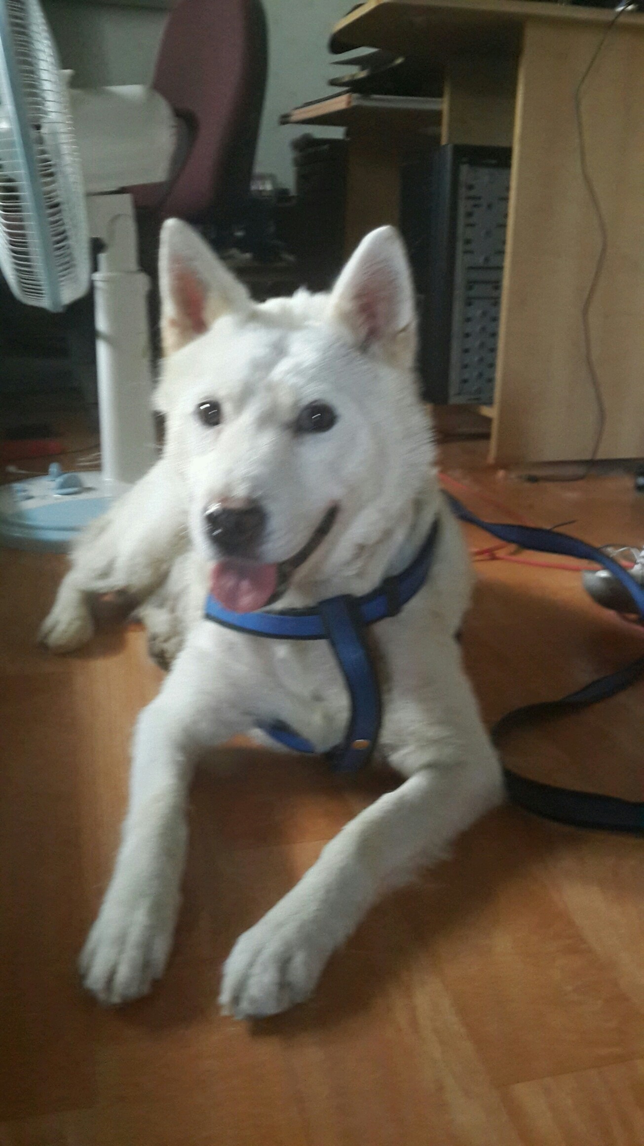 양양사랑이 가족들~