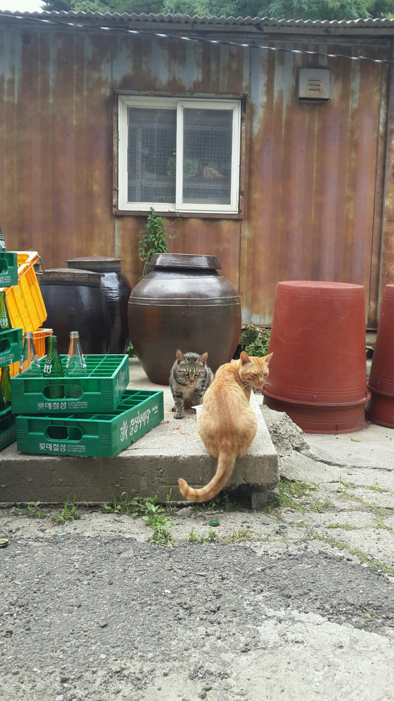 양양사랑이 가족들~