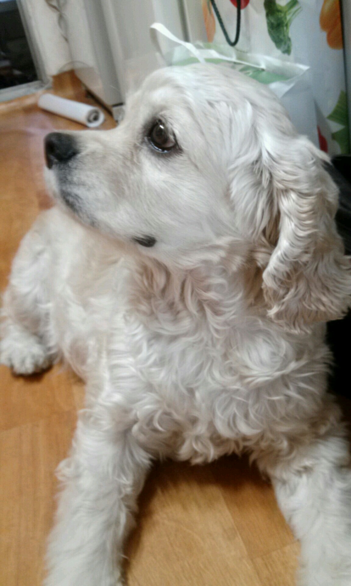 양양사랑이 가족들~