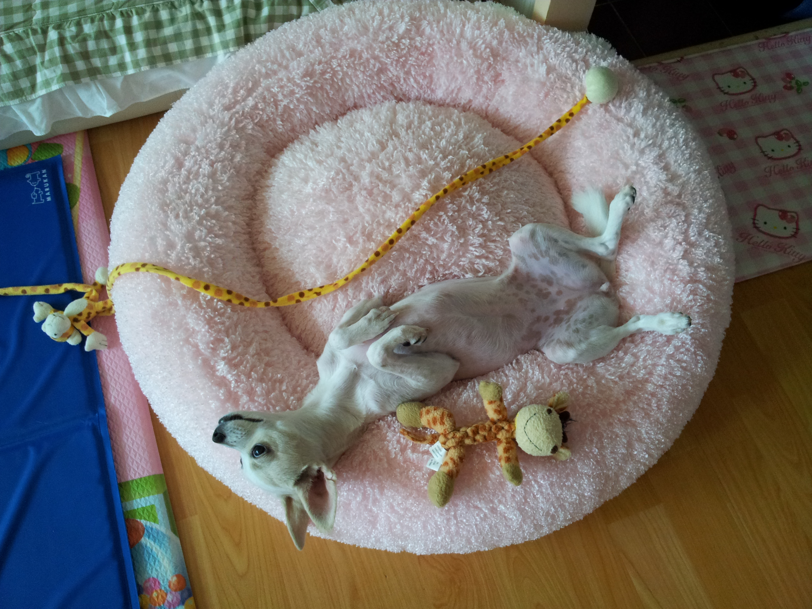 개어린이 티나자이져~~~