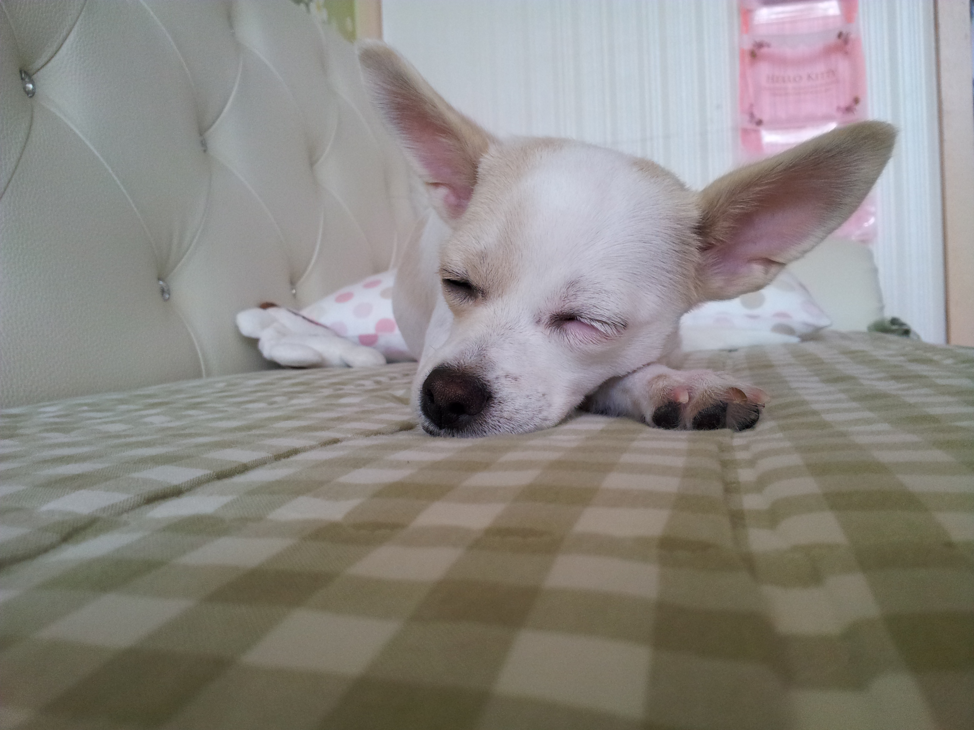 개어린이 티나자이져~~~