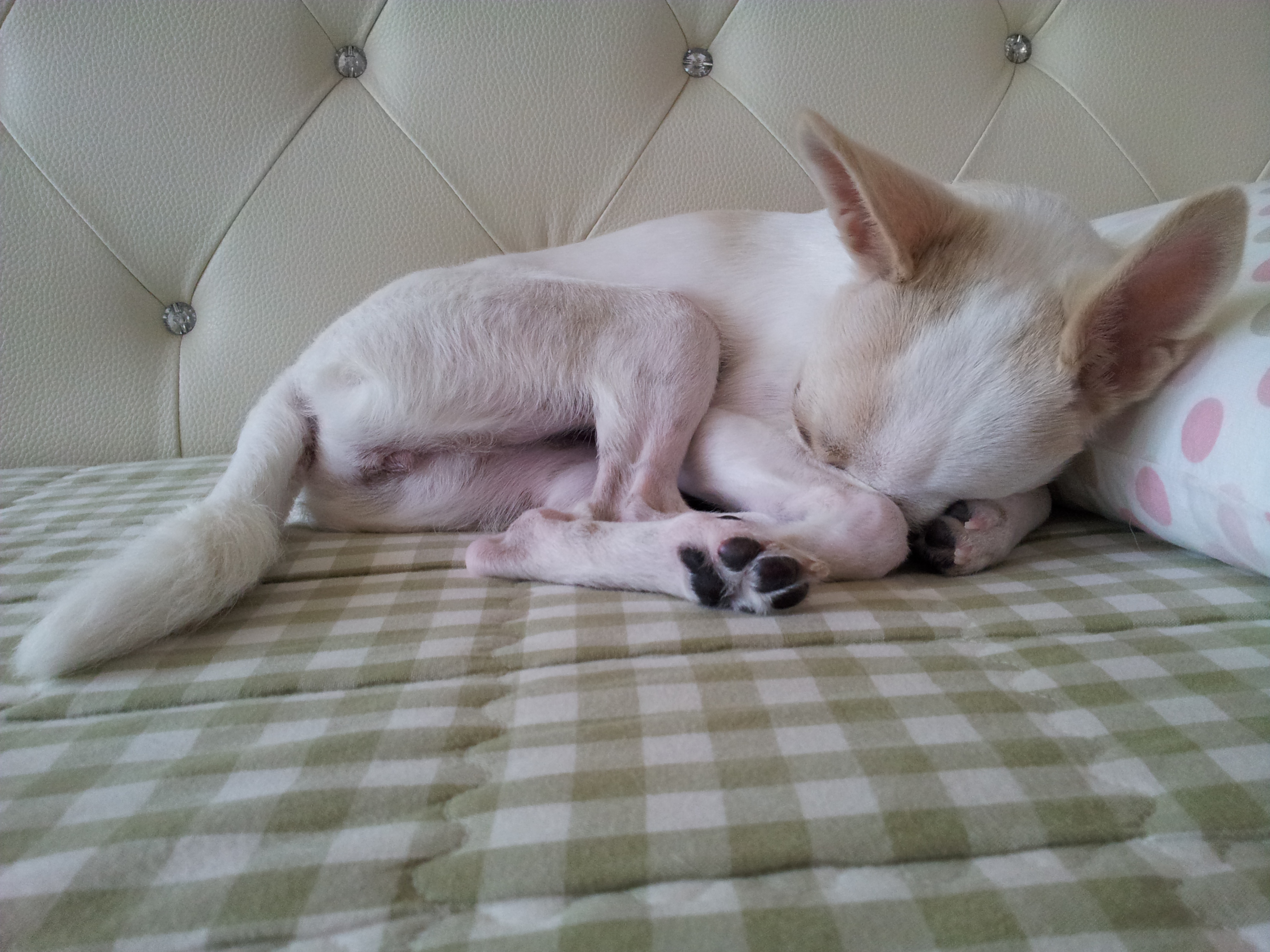 개어린이 티나자이져~~~