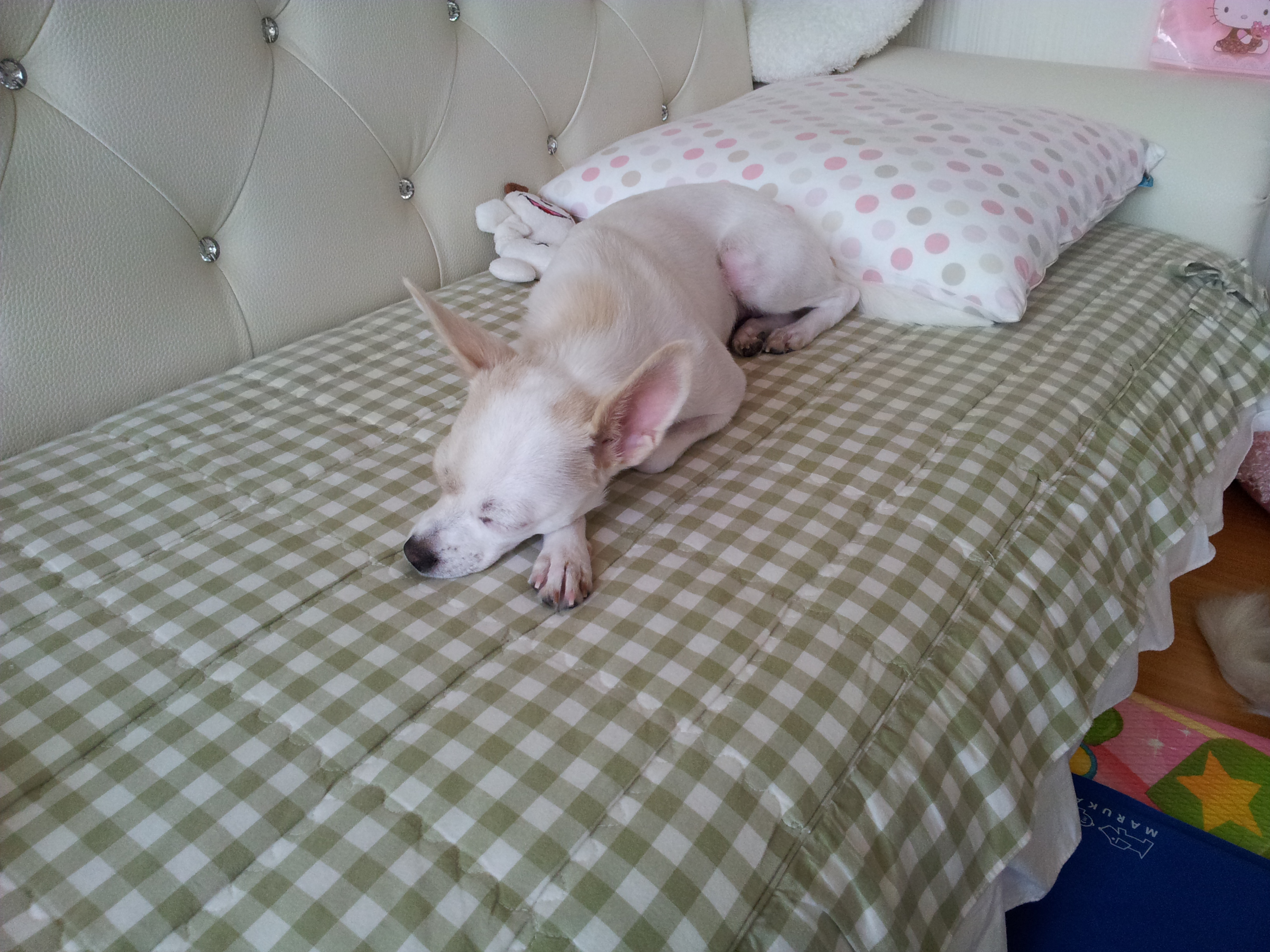 개어린이 티나자이져~~~