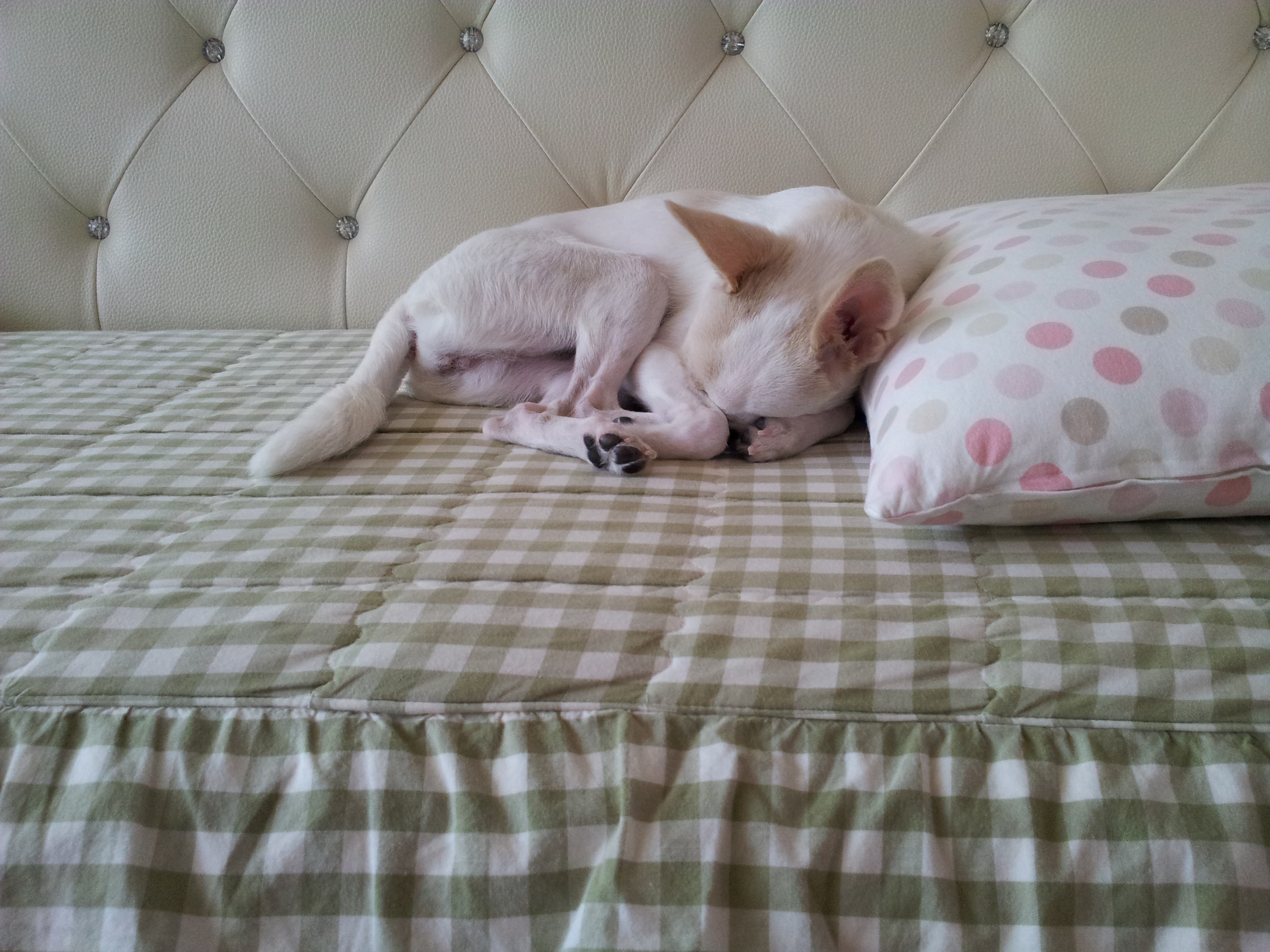 개어린이 티나자이져~~~