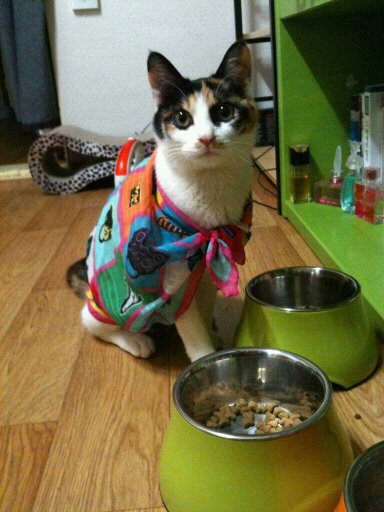 나비(베닝)이 근황입니다.^^