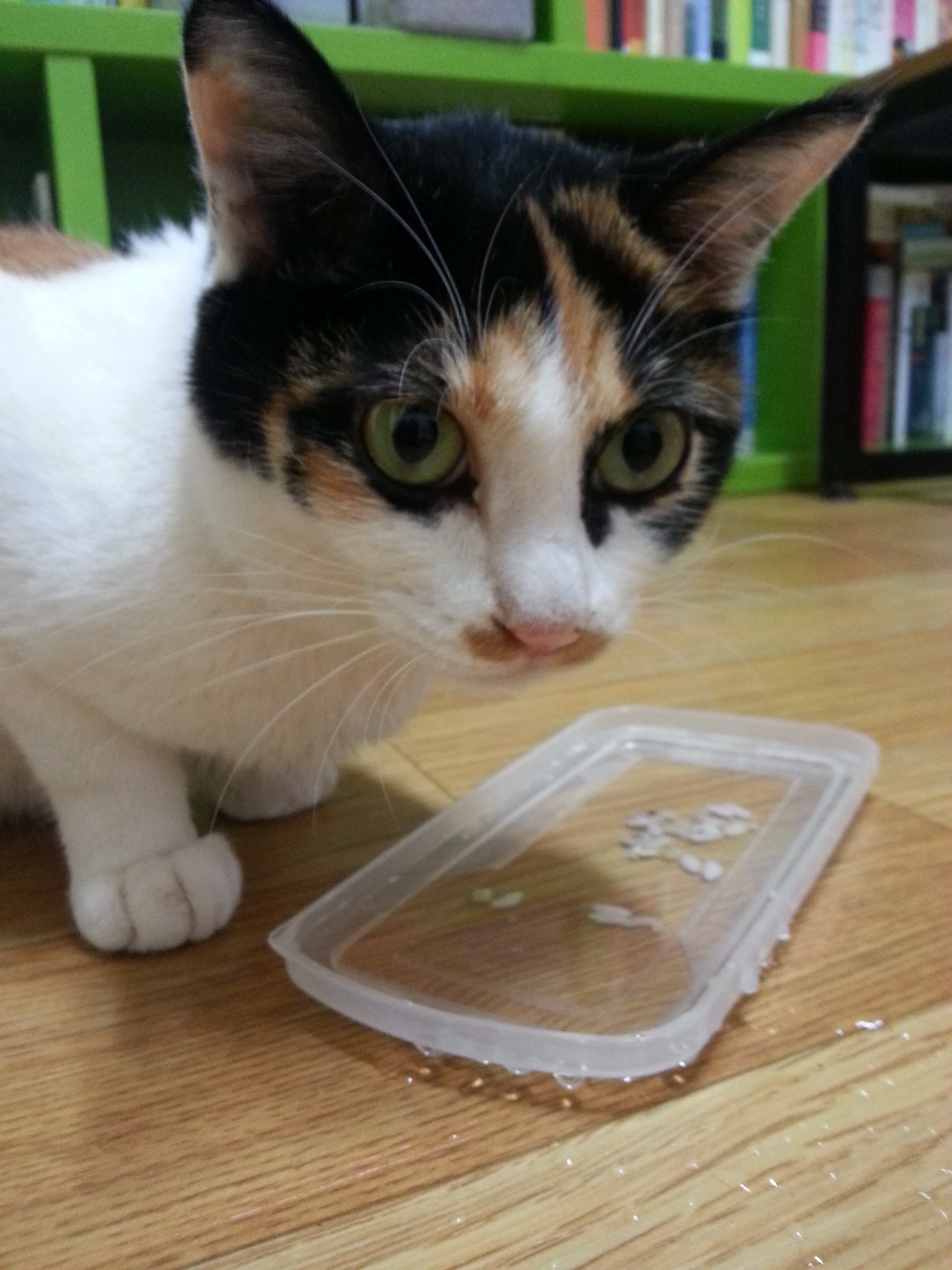 나비(베닝)이 근황입니다.^^